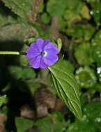 Image of Jamaican forget-me-not