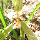 Слика од Cymbidium formosanum Hayata