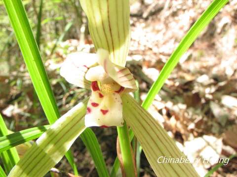 Image de Cymbidium formosanum Hayata