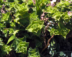 Image of Origanum petraeum Danin