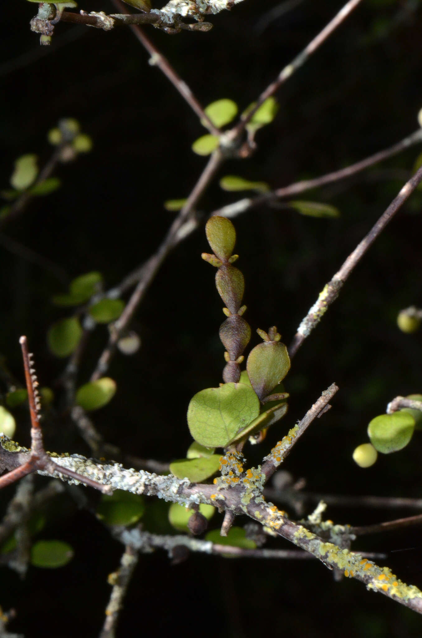 Image de Korthalsella lindsayi (D. Oliver) Engl.