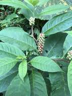 Image of Phytolacca japonica Makino