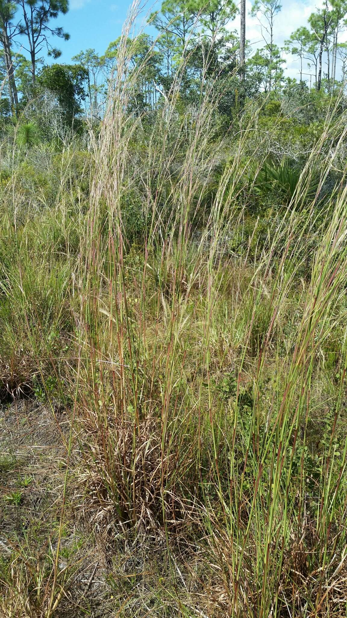 Imagem de Andropogon brachystachyus Chapm.