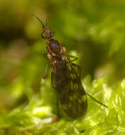 Image of Sylvicola undulatus (Lamb 1909)