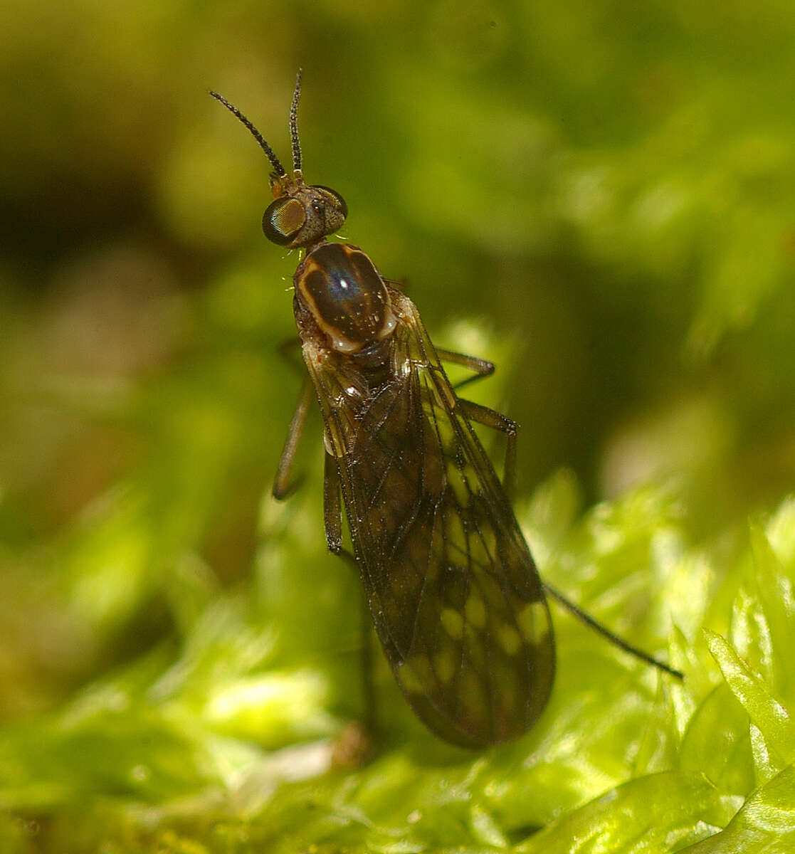 Image of Sylvicola undulatus (Lamb 1909)