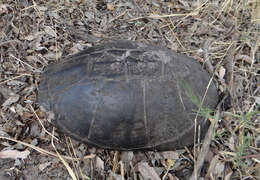 Image of Okavango Mud Turtle