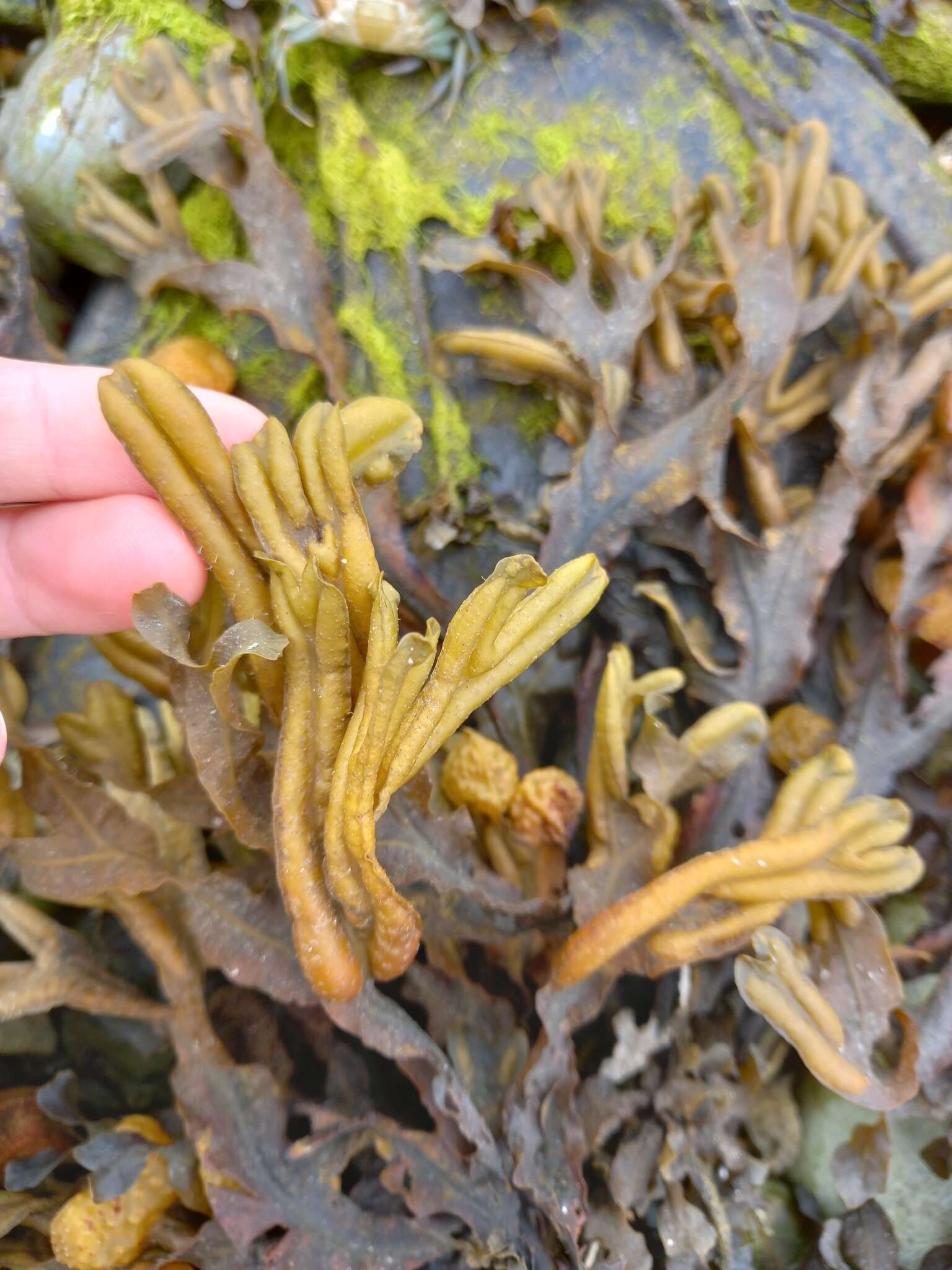 Image of Fucus ceranoides