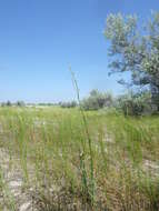 Image of Tragopogon borystenicus Artemczuk