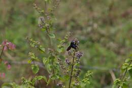 Xylocopa darwini Cockerell 1926 resmi