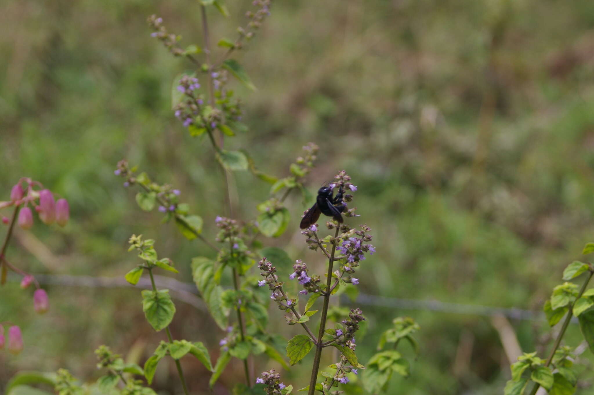 Image of Xylocopa darwini Cockerell 1926