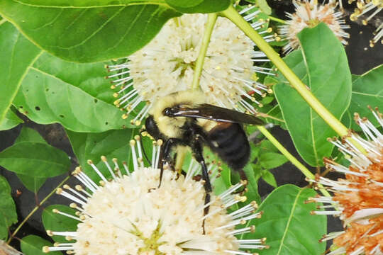 Image of Brown-belted Bumblebee