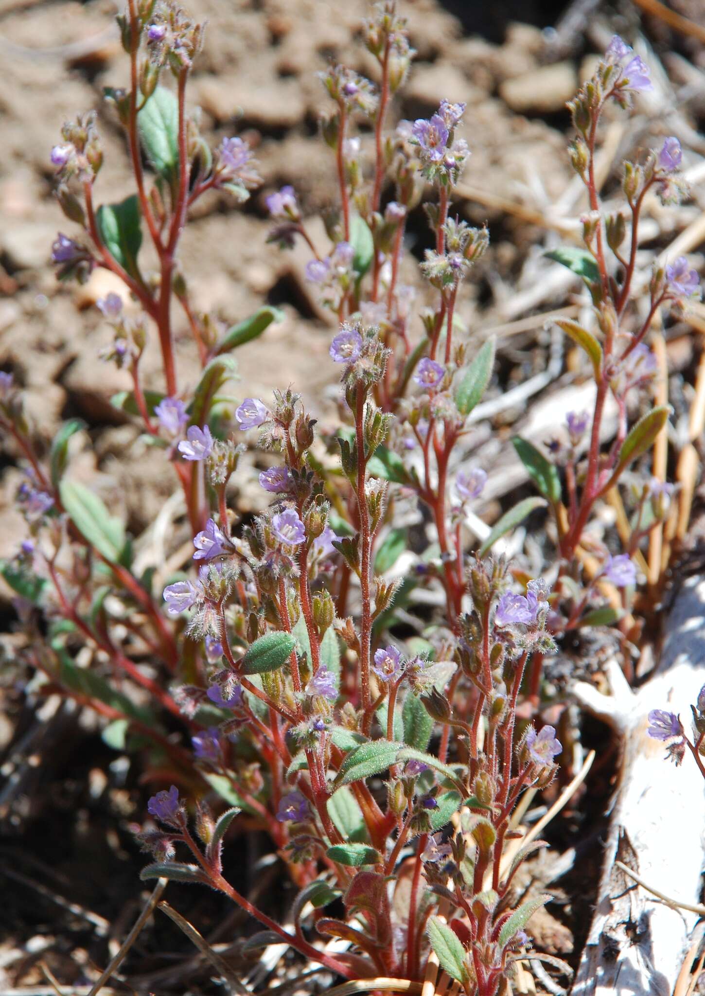 Image de Phacelia austromontana Howell