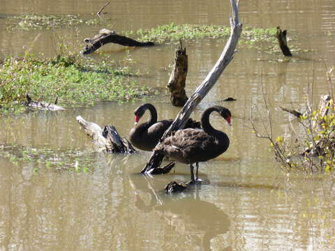 Image of Black Swan