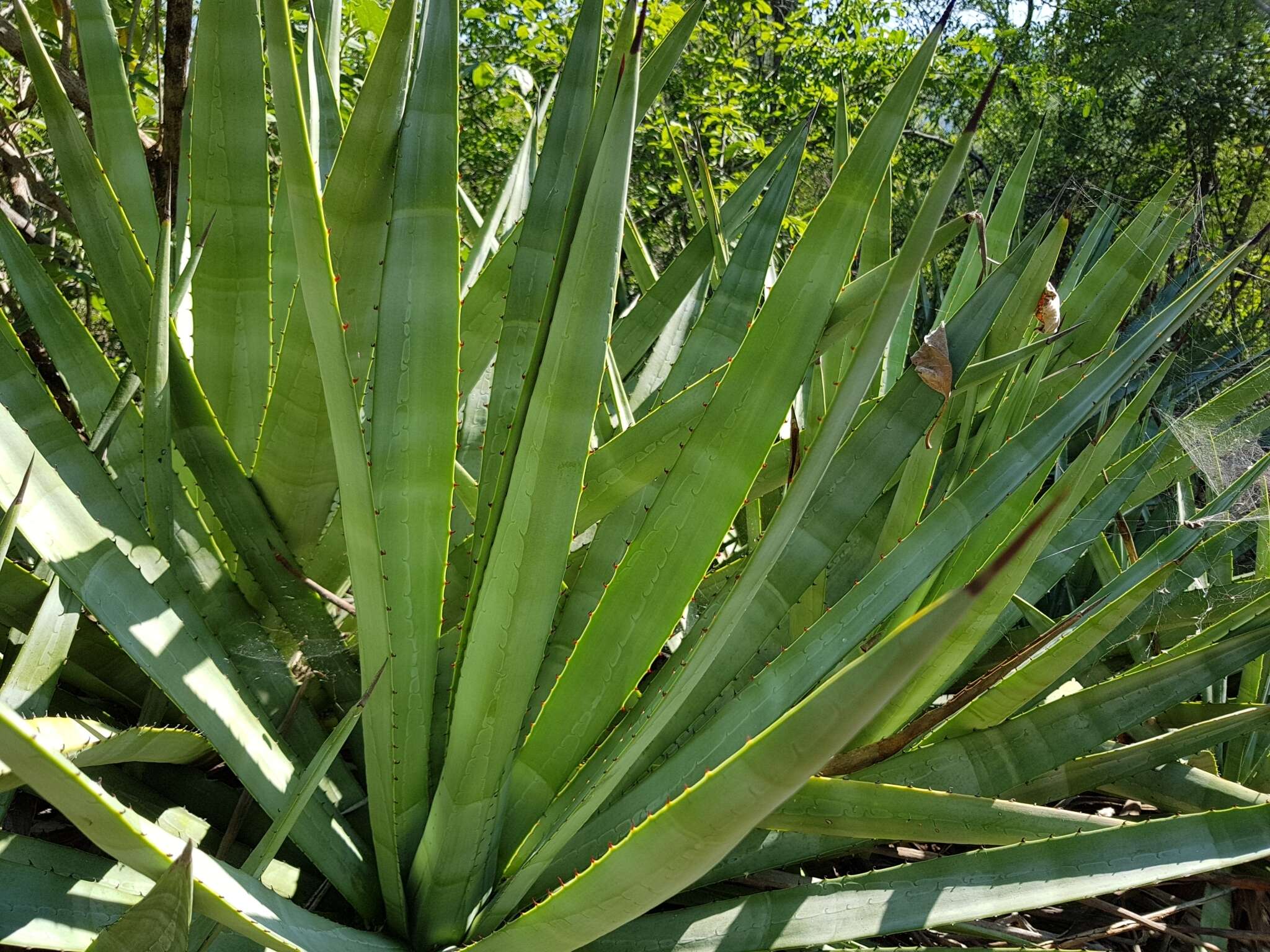Image of century plant