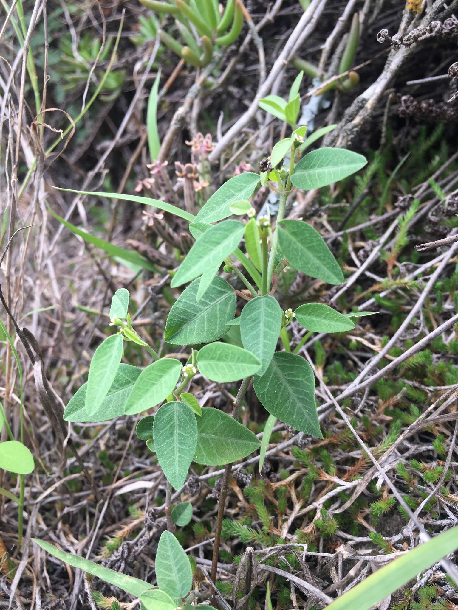 Image of Huachuca Mountain spurge