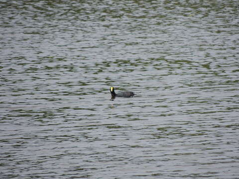 Image of White-winged Coot