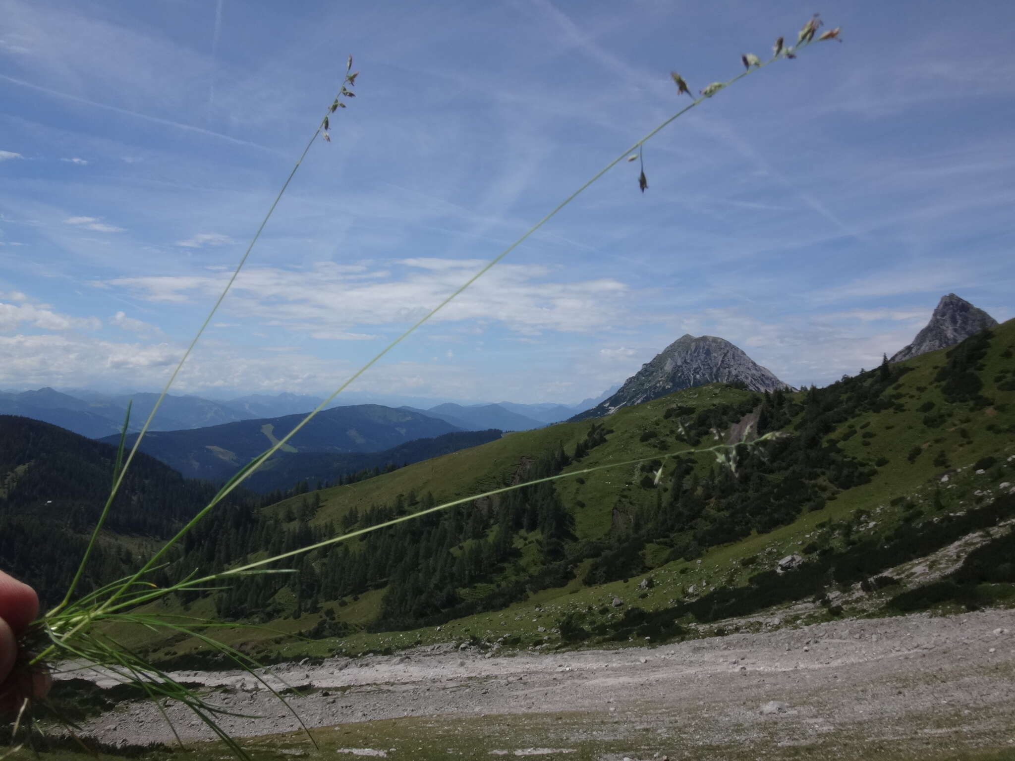 Image de Festuca rupicaprina (Hack.) A. Kern.