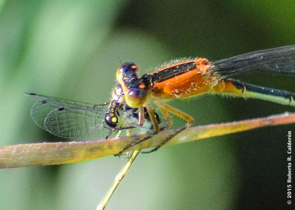 Image of Rambur's Forktail