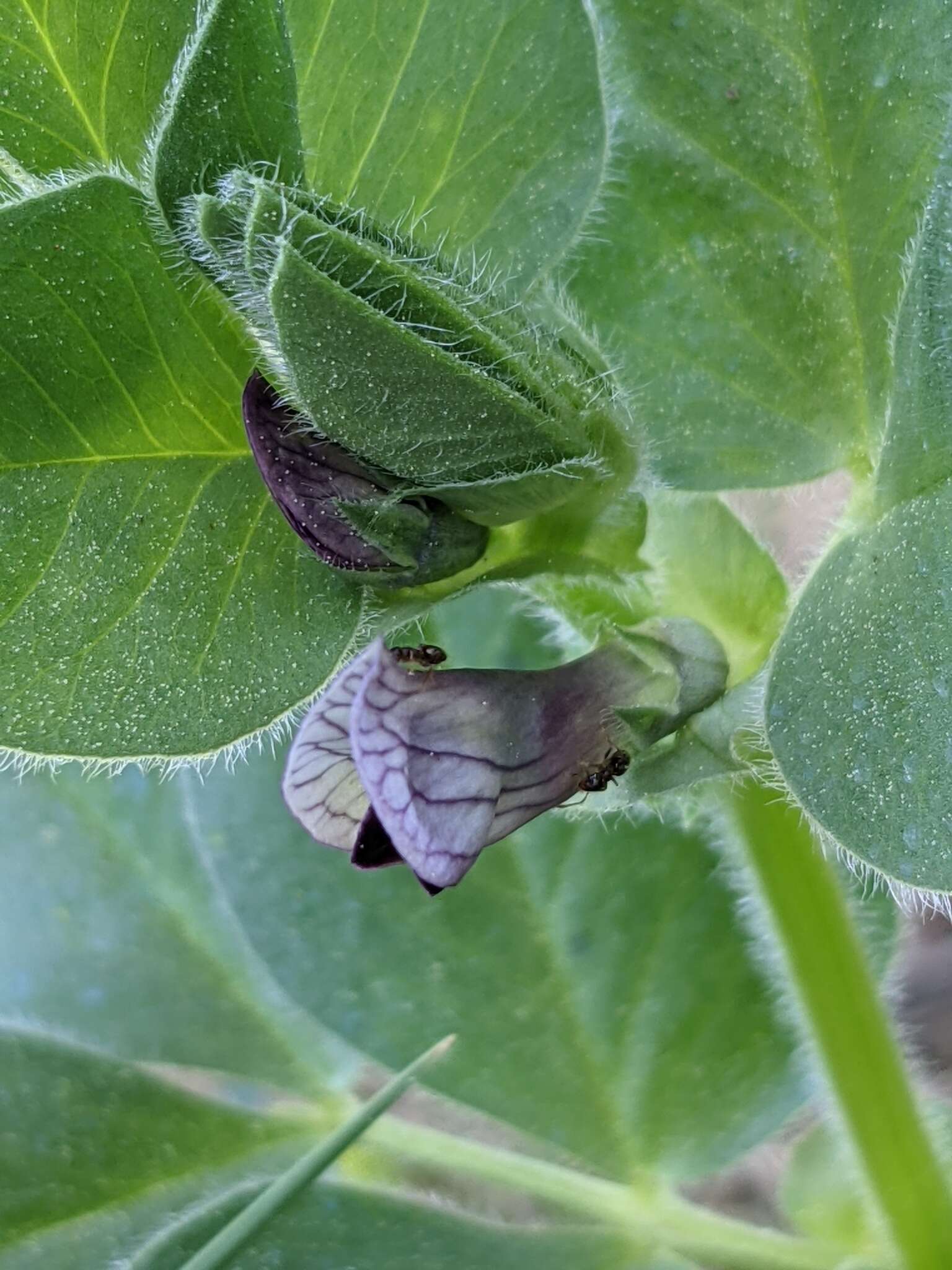 Image of Vicia johannis Tamamsch.