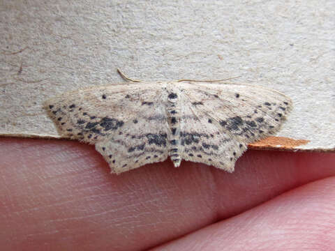 Image of Frosted Tan Wave Moth