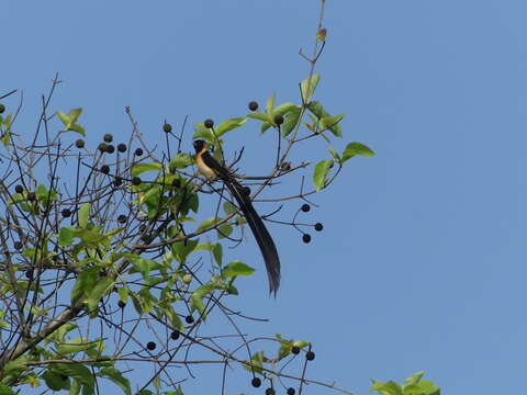 Image of Exclamatory Paradise Whydah