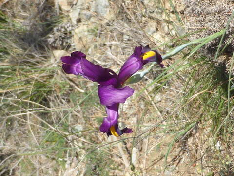 صورة Iris filifolia Boiss.