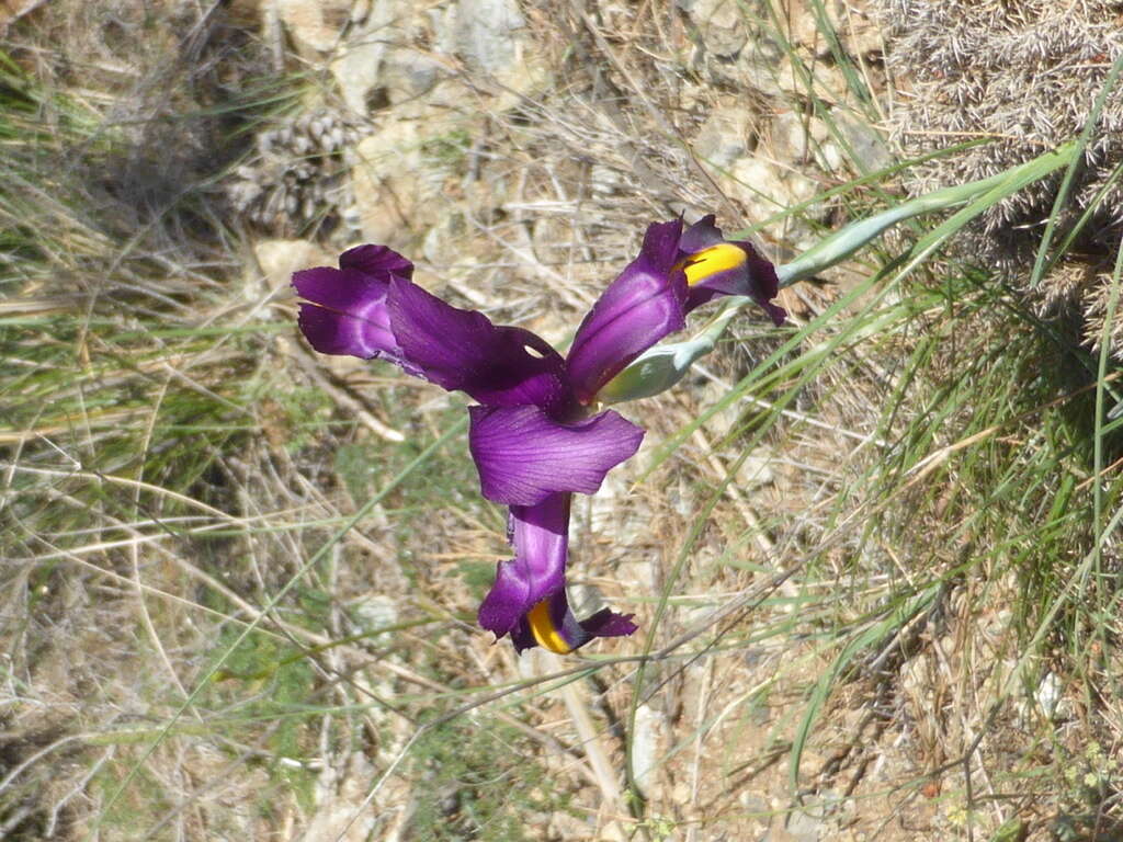 Image of Iris filifolia Boiss.
