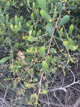 Acacia redolens Maslin resmi