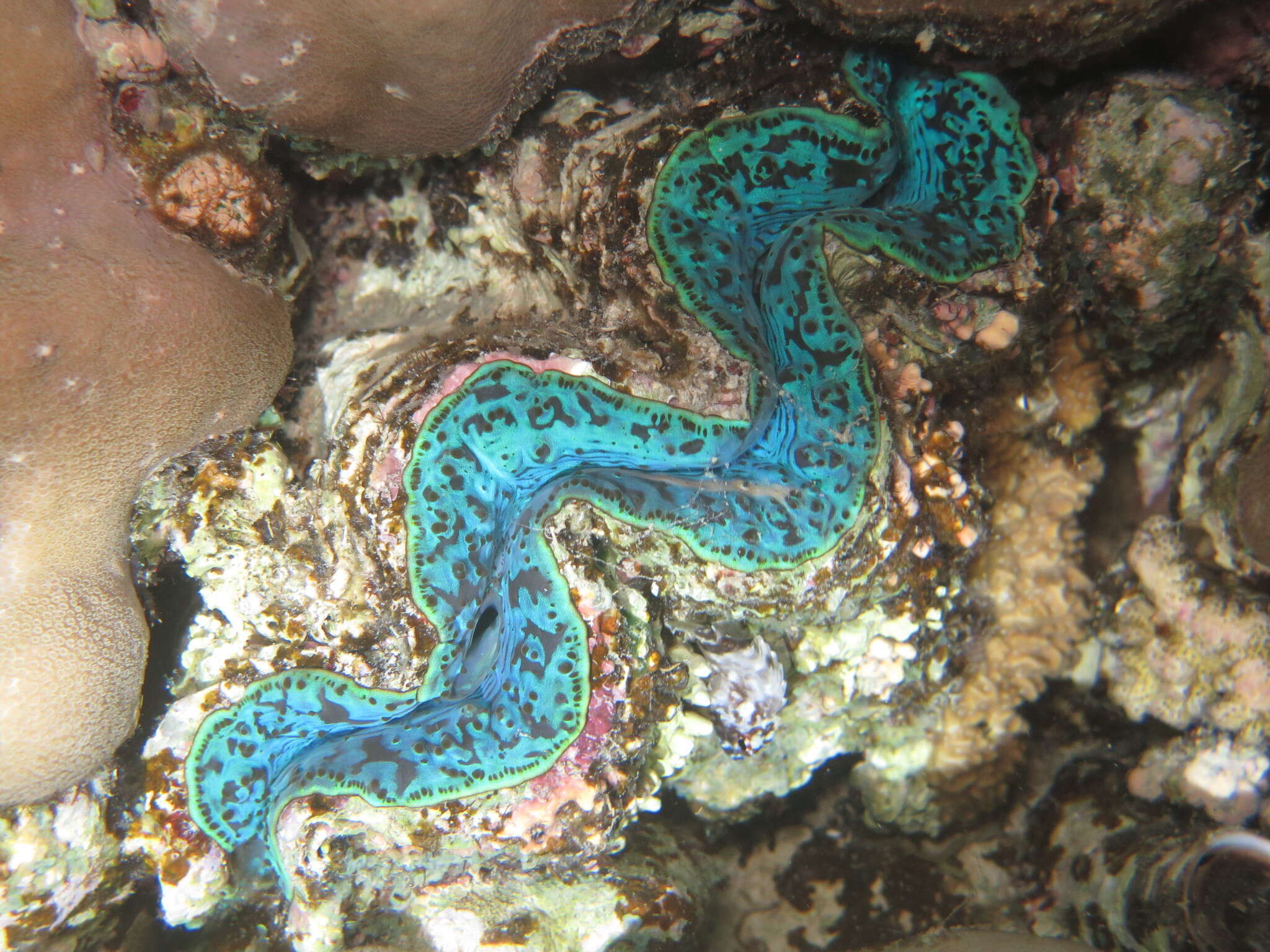 Image of Small giant clam