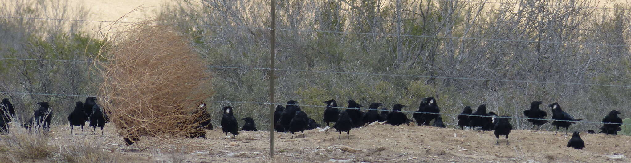 Image of Chihuahuan Raven