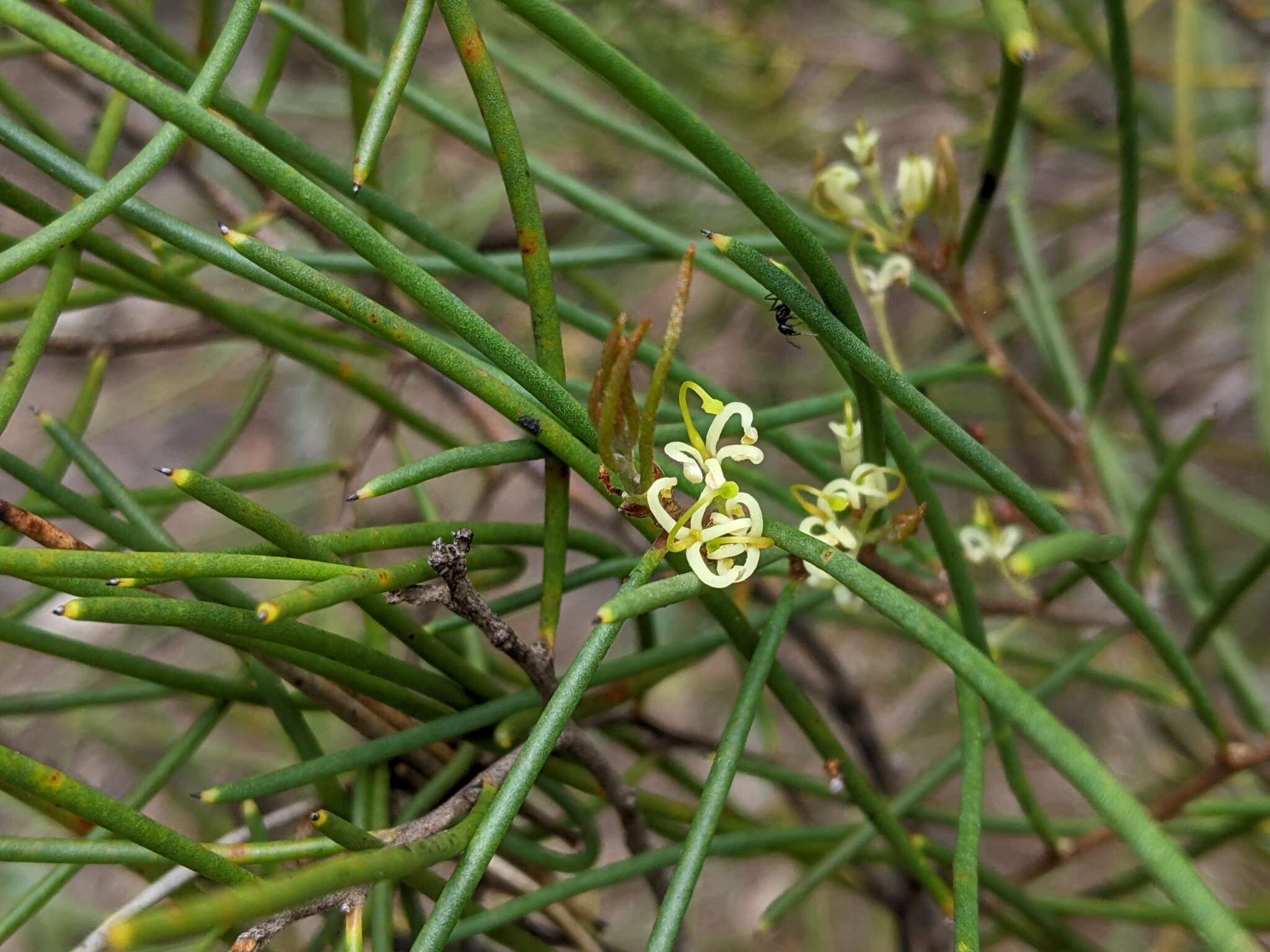 Image of Hakea epiglottis Labill.