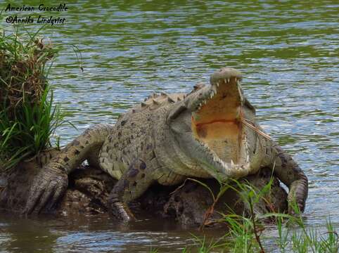 Imagem de Crocodylus acutus (Cuvier 1807)