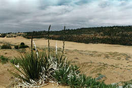 Image de Yucca angustissima var. kanabensis (McKelvey) Reveal