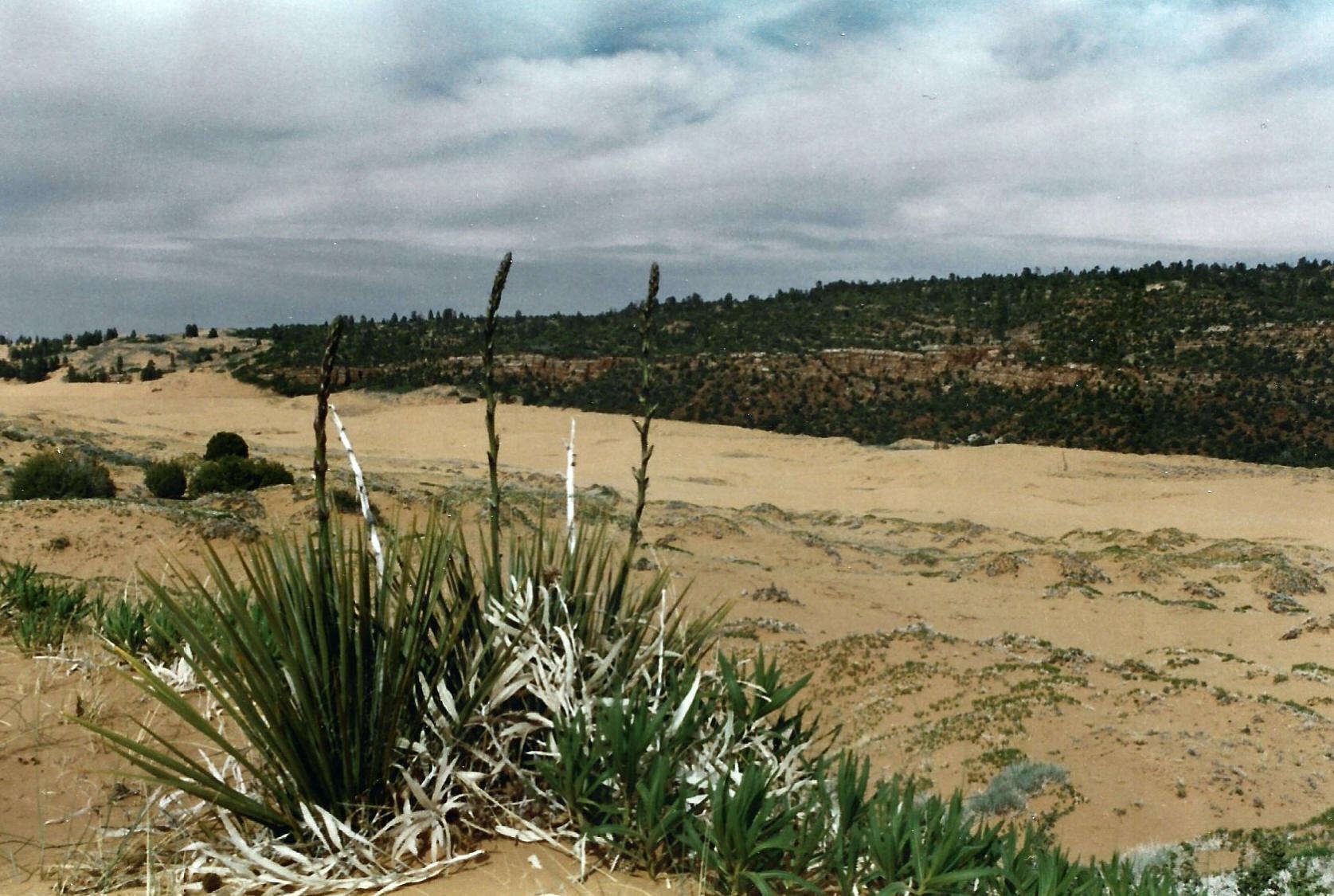 Image of Kanab yucca
