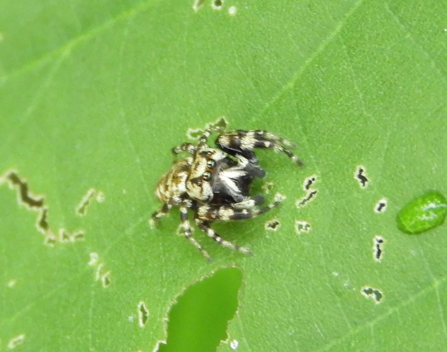 Image of Pelegrina variegata (F. O. Pickard-Cambridge 1901)