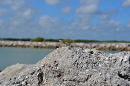 Image of Cozumel Spiny Lizard