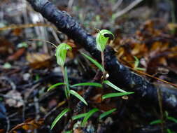 Image of Kauri greenhood