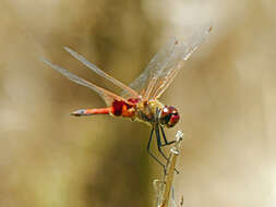 Image of Common Glider