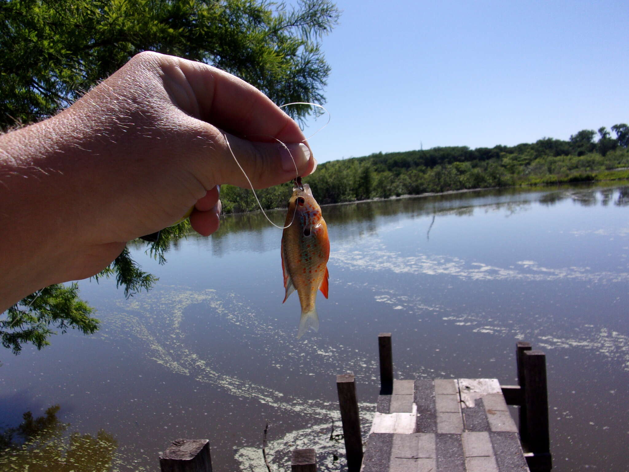 Image of Orangespotted Sunfish