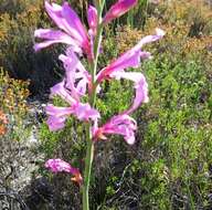 Image of Tritoniopsis lata (L. Bolus) G. J. Lewis