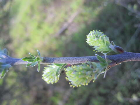 Image of creeping willow