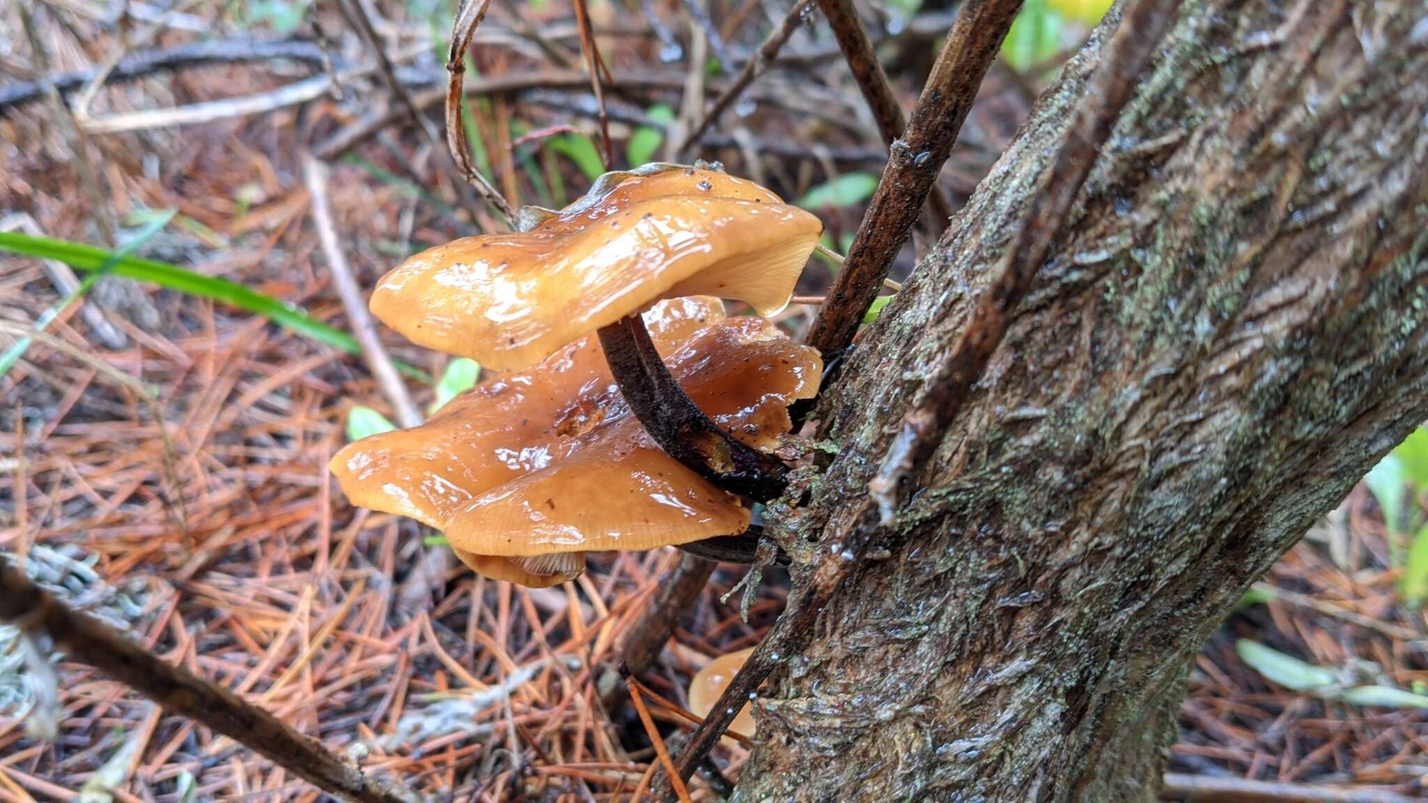 Image de Flammulina lupinicola (Redhead & R. H. Petersen) C. Hahn 2016