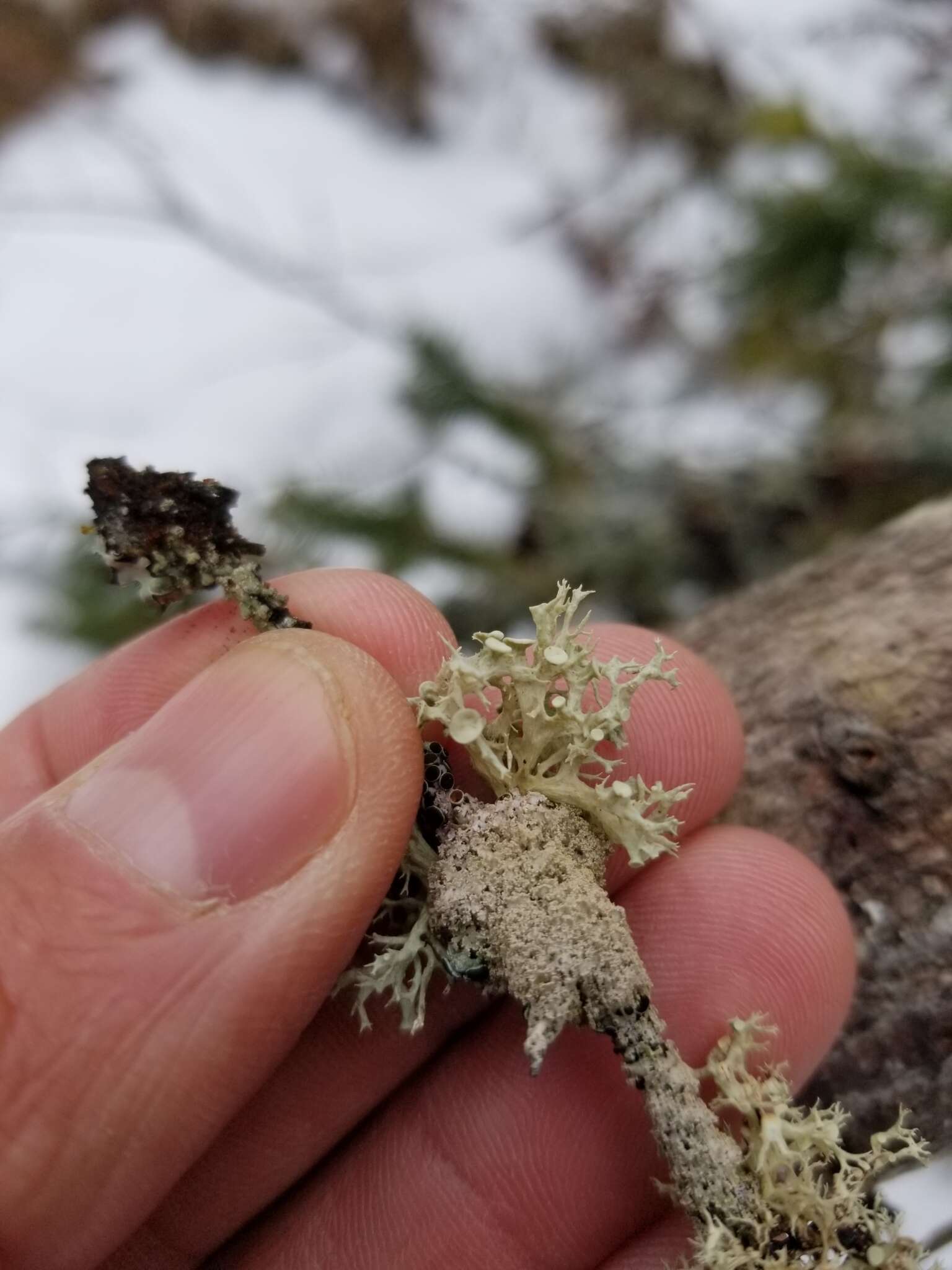 Imagem de Ramalina dilacerata (Hoffm.) Hoffm.