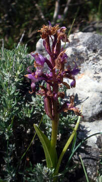 صورة Orchis mascula subsp. ichnusae Corrias