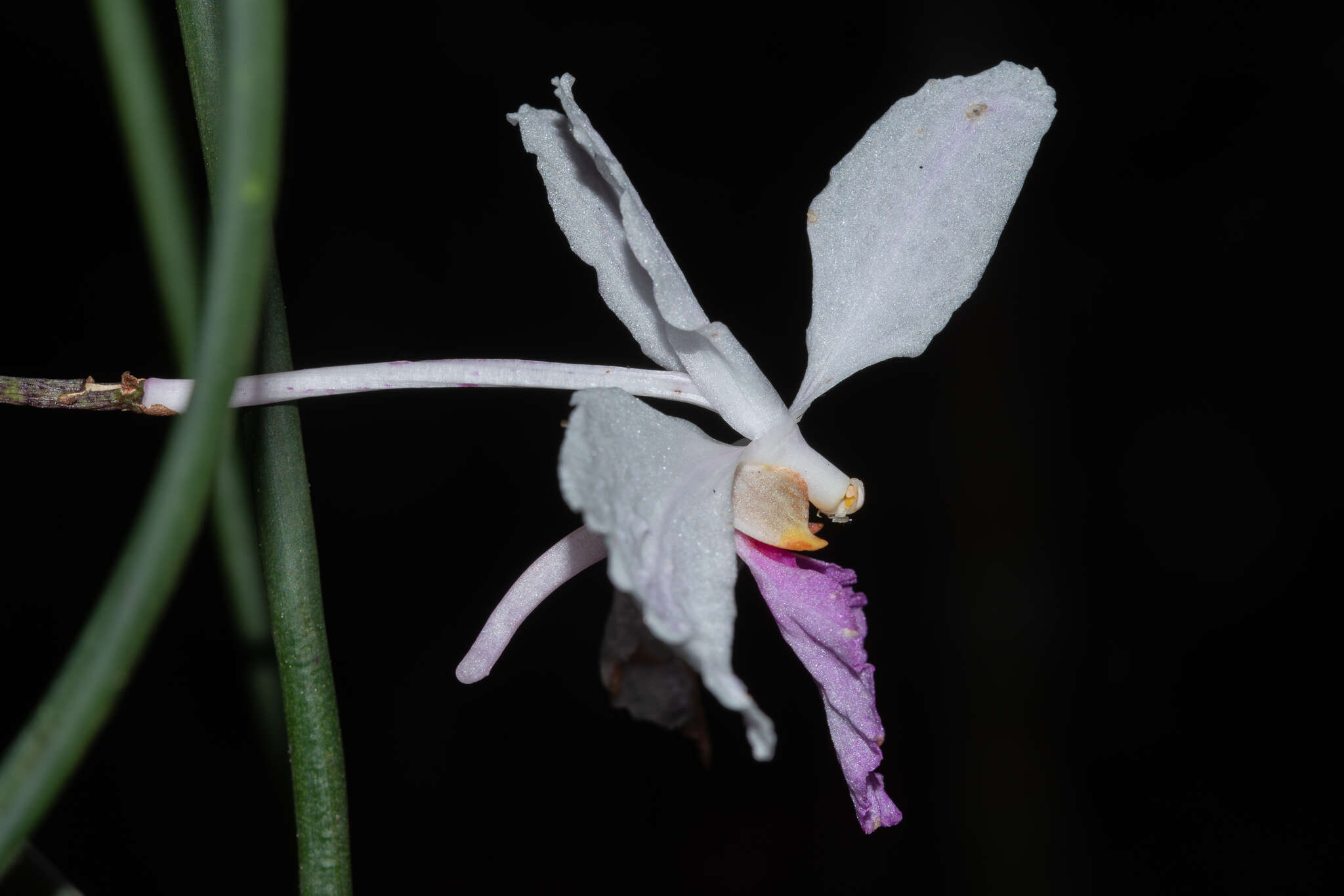 Holcoglossum kimballianum (Rchb. fil.) Garay的圖片