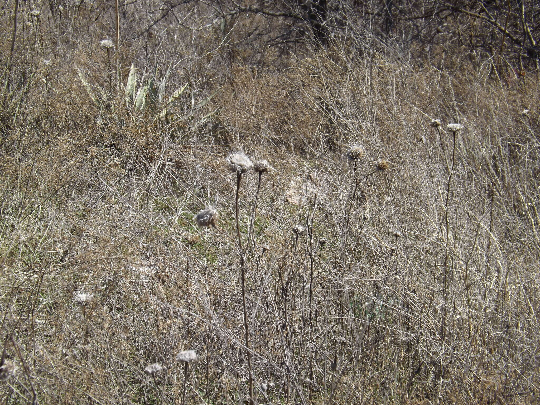 Plancia ëd Plectocephalus americanus (Nutt.) D. Don