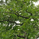 Image of Loxopterygium huasango Spruce ex Engl.