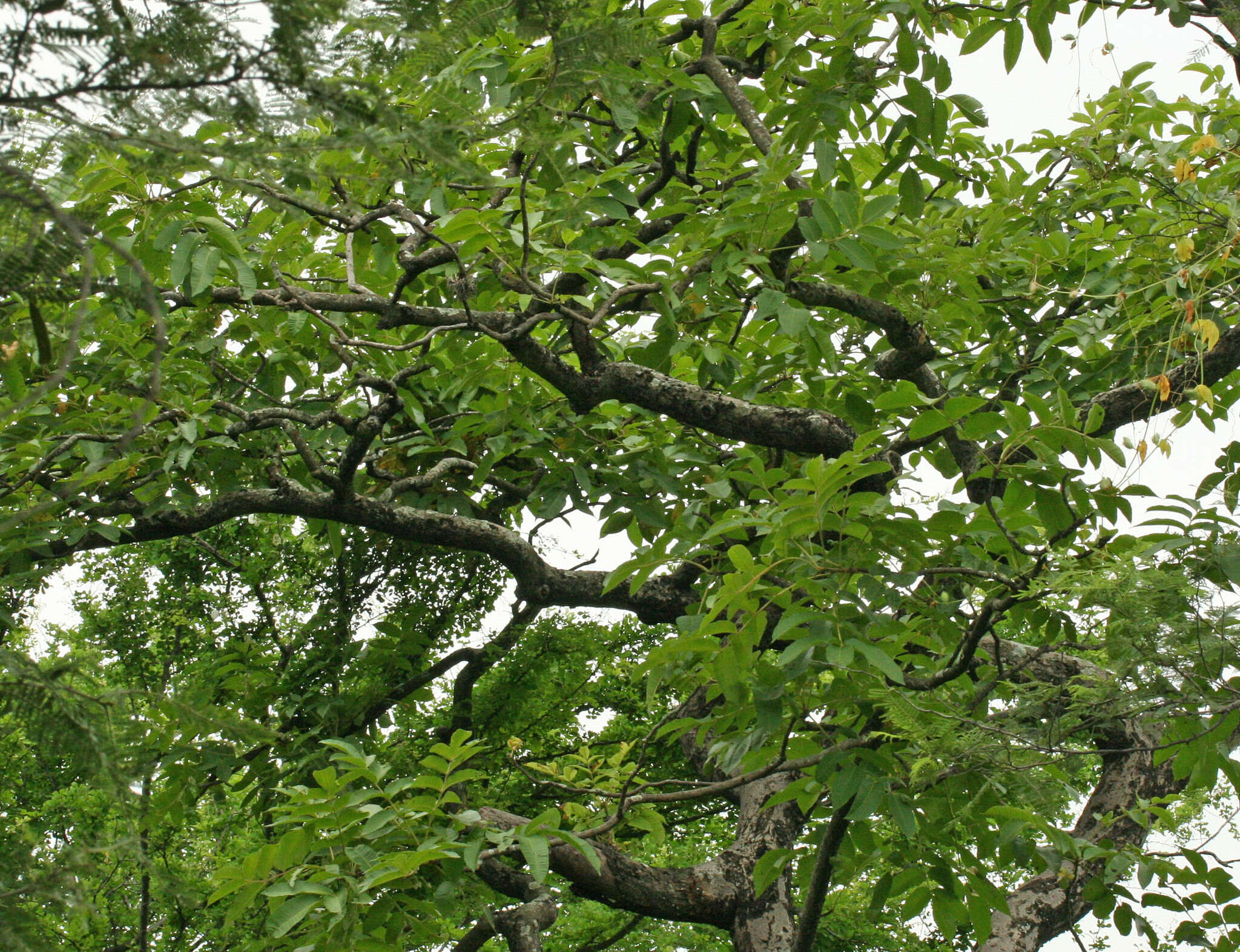 Image of Loxopterygium huasango Spruce ex Engl.