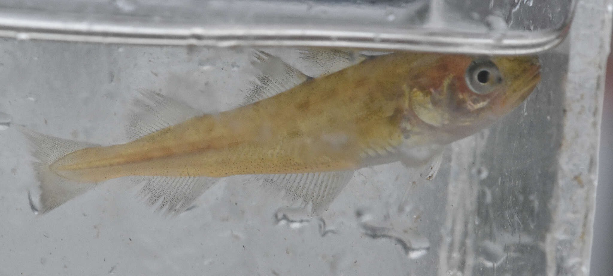 Image of Pacific tomcod