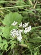 Image of Rocky Mountain hemlockparsley